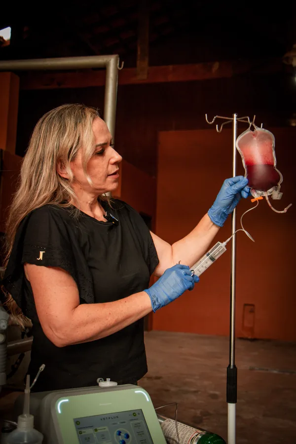 Dra. Vanessa Benetti Di Sessa preparando uma bolsa de sangue para ozonização, em aula prática do curso